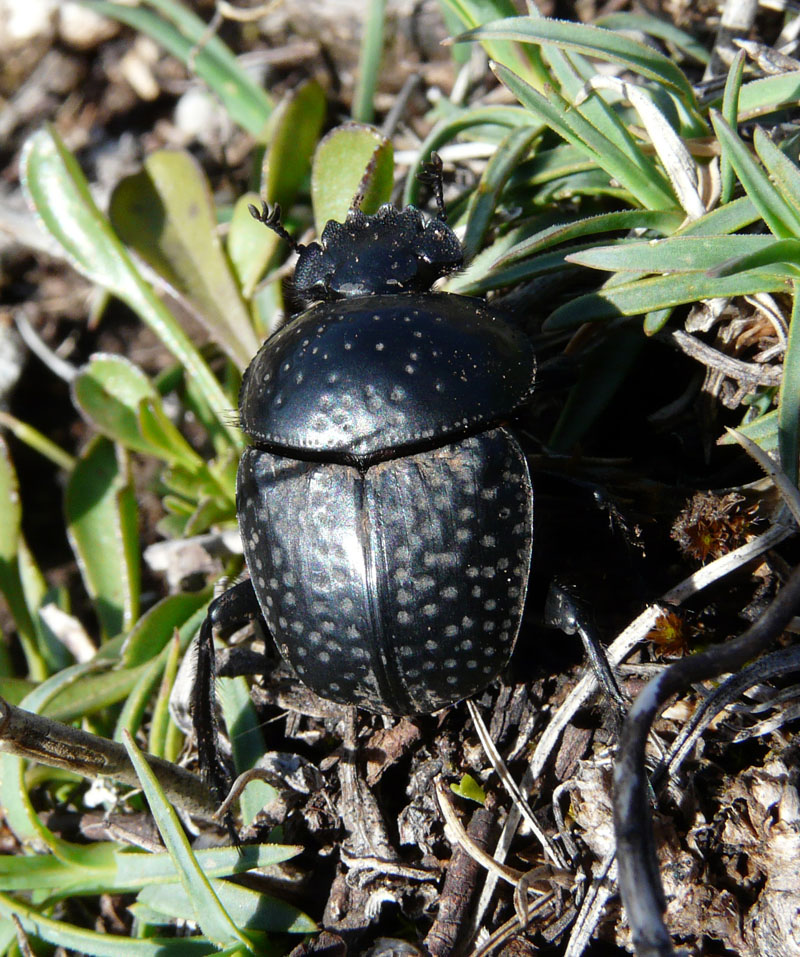 Scarabaeus variolosus